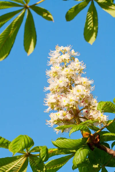 Flores de castanheira florescendo — Fotografia de Stock