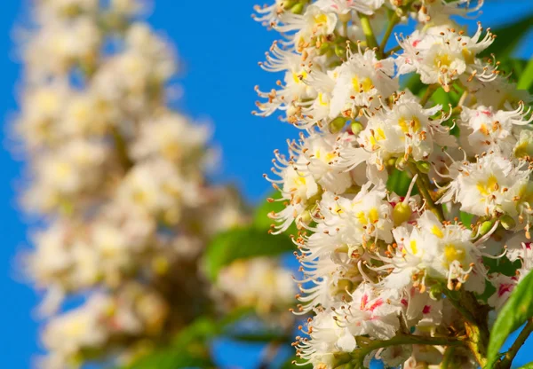 Flores de castanheira florescendo — Fotografia de Stock