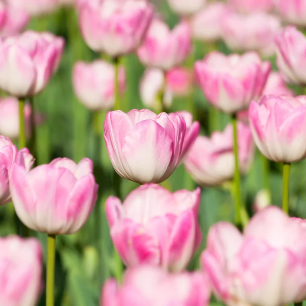 stock image Beautiful pink blooming tulips