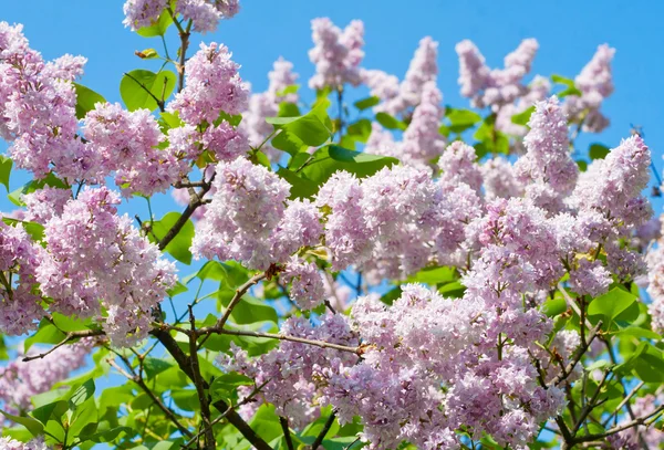 Kvetoucí šeříkové květy — Stock fotografie