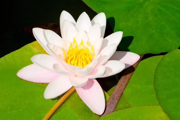 stock image Beautiful blooming pink water lily in the pond