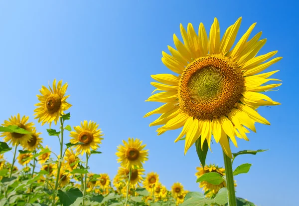 stock image Beautiful sunflowers against blue sky