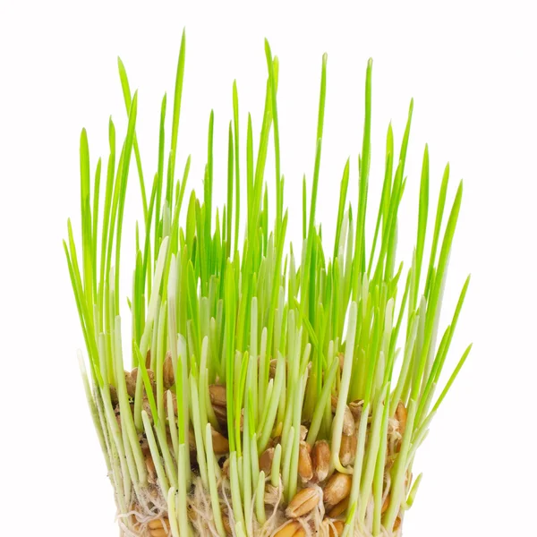 Färska gröna gräset på en vit bakgrund — Stockfoto