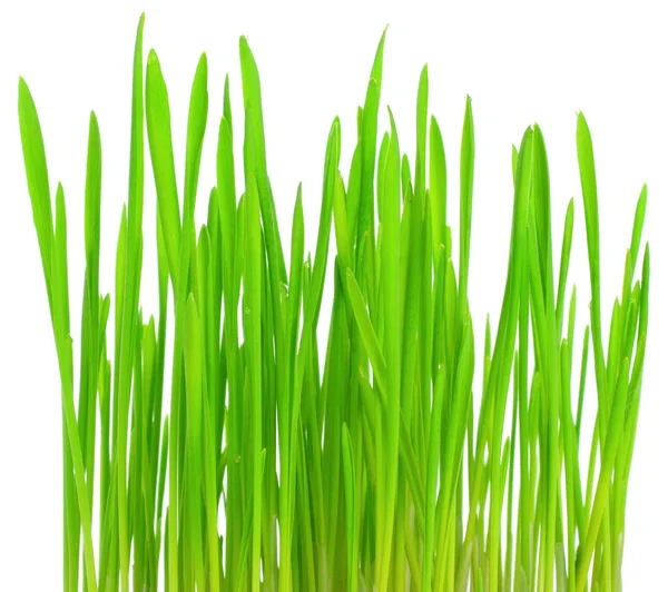 Friss zöld fű, fehér alapon — Stock Fotó