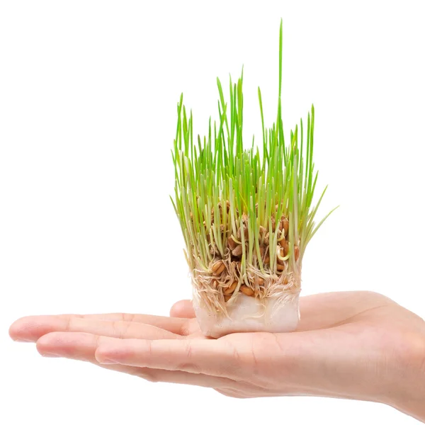Зеленая трава в руке на белом фоне — стоковое фото