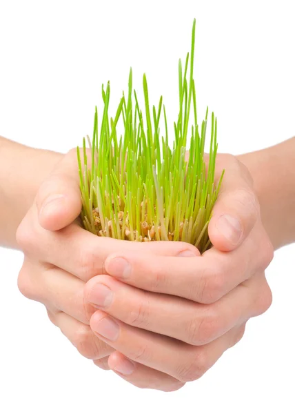 Green grass in woman's hands on white background — Stock Photo, Image