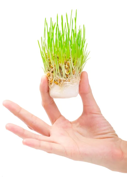 新鲜的绿草，在白色背景上的手 — 图库照片