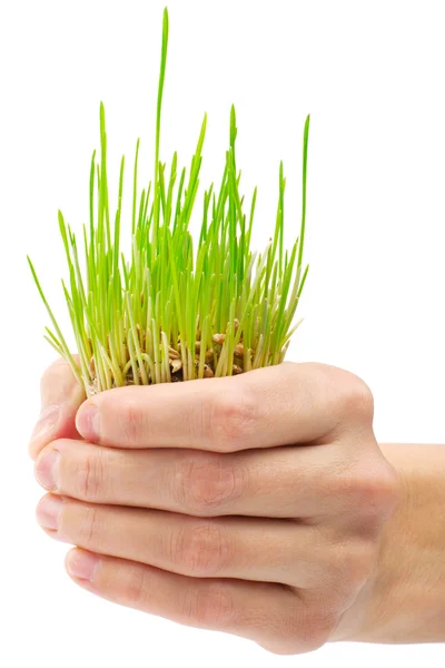 stock image Fresh green grass in the hand on white background