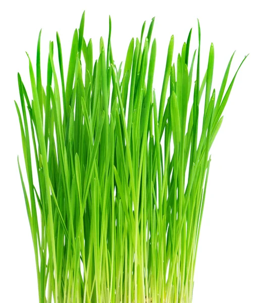 Hierba verde fresca sobre un fondo blanco — Foto de Stock