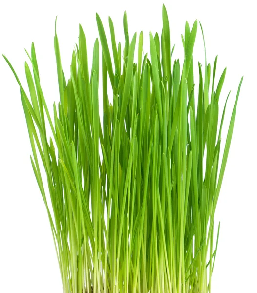 Hierba verde fresca sobre fondo blanco —  Fotos de Stock