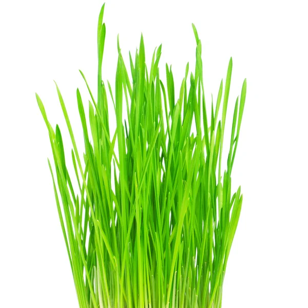 Beyaz zemin üzerine taze yeşil çimen — Stok fotoğraf