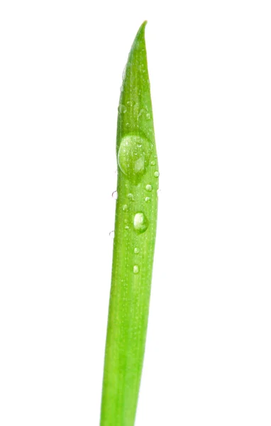 Kropli wody na świeży zielony pęd — Zdjęcie stockowe
