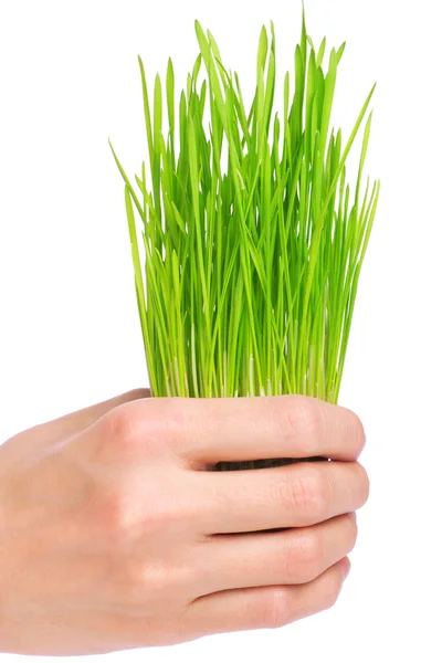 흰색 바탕에 손에 신선한 녹색 잔디 — 스톡 사진