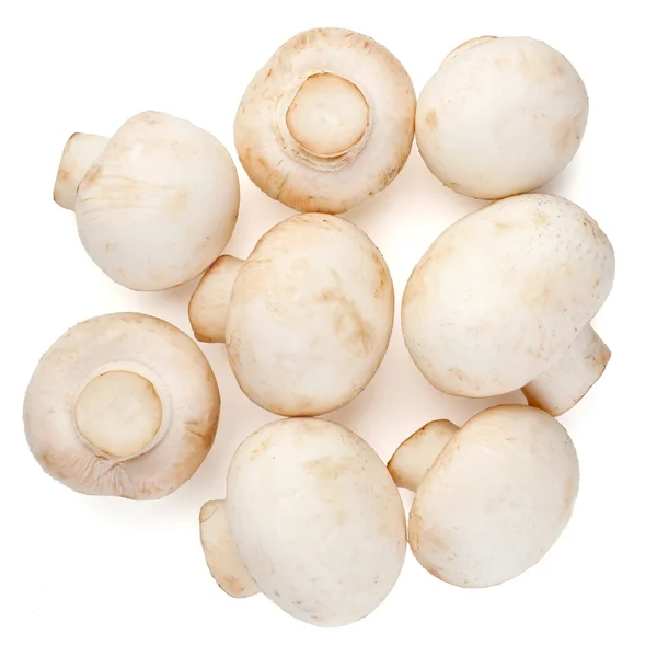 흰색 바탕에 champignons — 스톡 사진