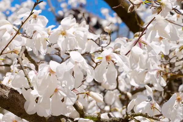 Spring blooming cherry branch close-up — Stock Photo, Image