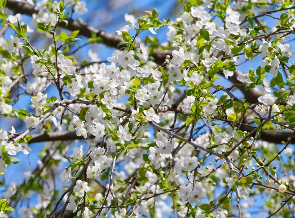 Rama de cerezo floreciente de primavera contra cielo azul — Foto de Stock
