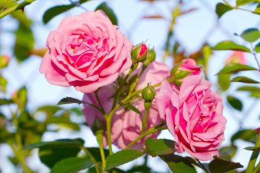 Beautiful pink roses blooming in a garden clipart