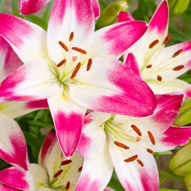 güzel pembe hemerocallis çiçekler