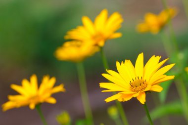 Beautiful yellow flowers closeup clipart