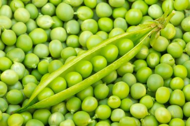 Fresh green pea pod on pea grains pile clipart