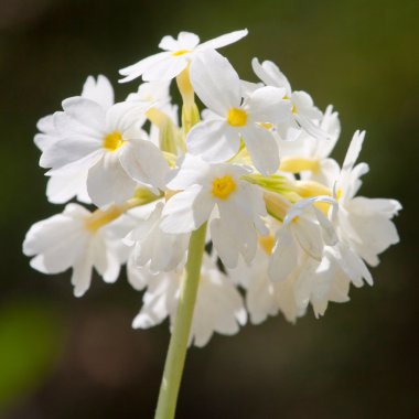 Small pretty white flowers blooming in a garden clipart