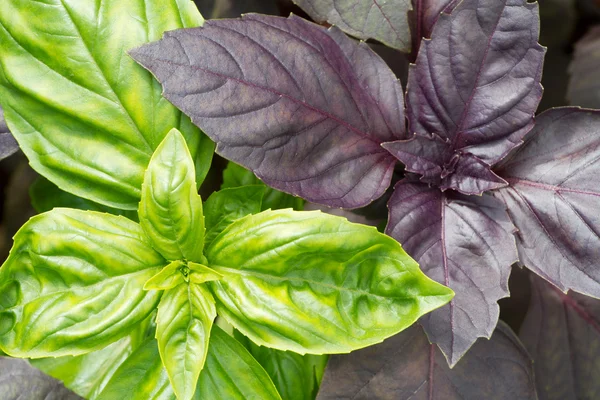 stock image Fresh green and purple basil leaves close-up