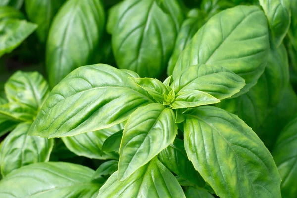 Färsk grön basilika blad närbild — Stockfoto