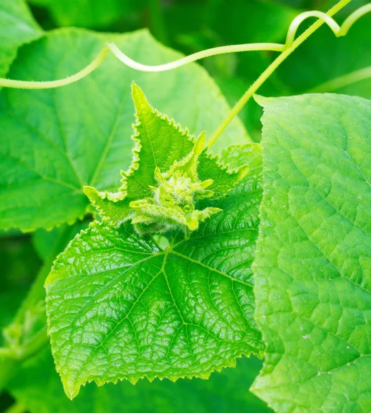 Свіже яскраве зелене листя крупним планом — стокове фото