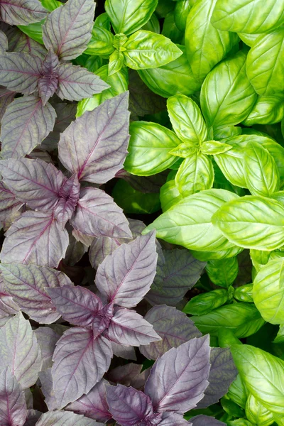 Stock image Fresh green basil leaves close-up