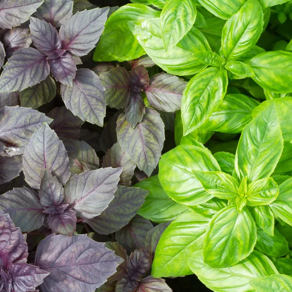 Folhas de manjericão verde fresco close-up — Fotografia de Stock