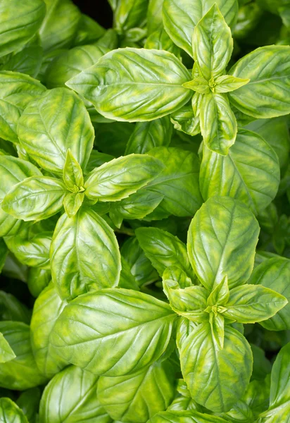 Folhas de manjericão verde fresco close-up — Fotografia de Stock