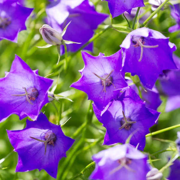 Κοντινό πλάνο του μια όμορφη μπλε λουλούδια — Φωτογραφία Αρχείου