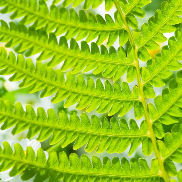 Detail čerstvé zelené vějíře listí — Stock fotografie