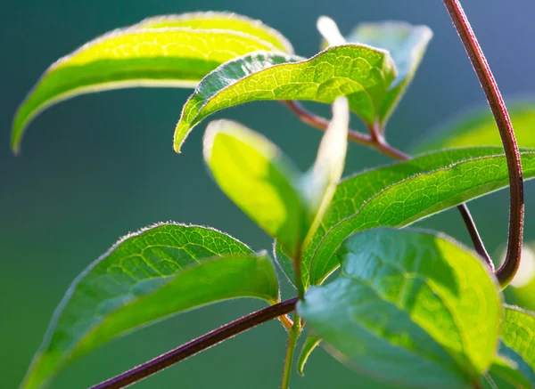 Folhas verdes vibrantes frescas close-up — Fotografia de Stock