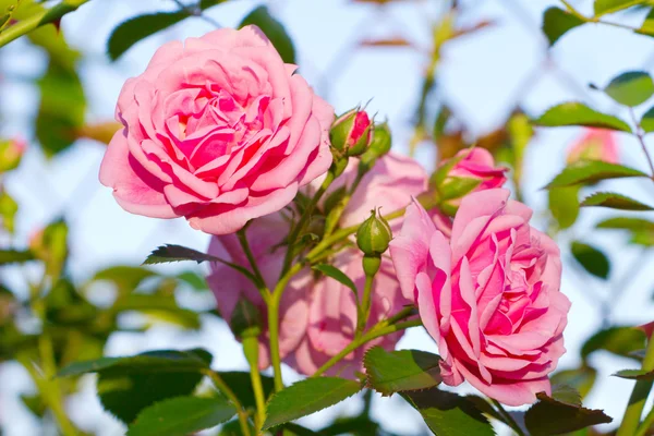 Beautiful pink roses blooming in a garden — Stock Photo, Image