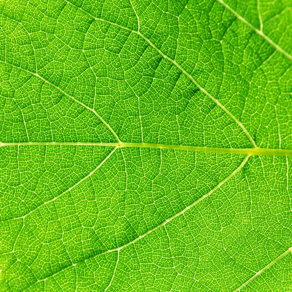 Green vibrant leaf texture close-up — Stock Photo, Image
