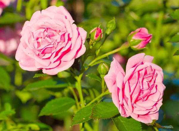 Beautiful wild pink roses close-up — Stock Photo, Image