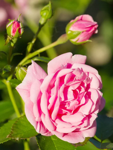 Beautiful wild pink roses close-up — Stock Photo, Image