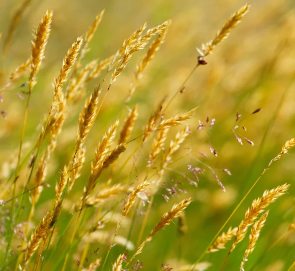 Wild yellow meadow wheat grass — Stock Photo, Image