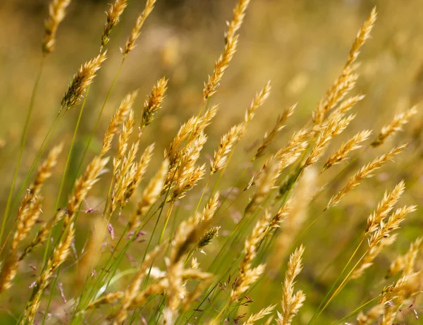 Vahşi çayır buğday çimen — Stok fotoğraf