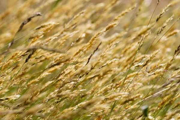 Erba di grano prato selvatico — Foto Stock