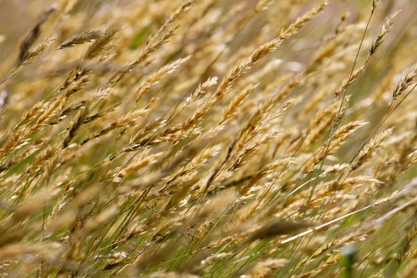 Erba di grano prato selvatico — Foto Stock