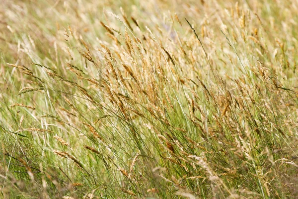 Дика жовта лугова трава — стокове фото