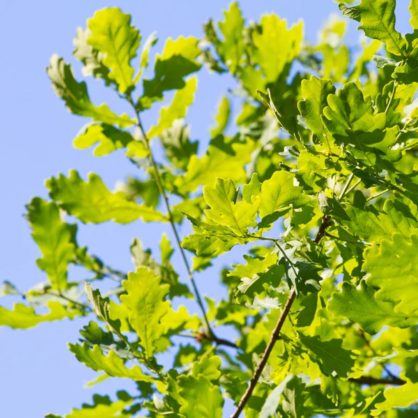 Zelené dubové listy proti modré obloze — Stock fotografie