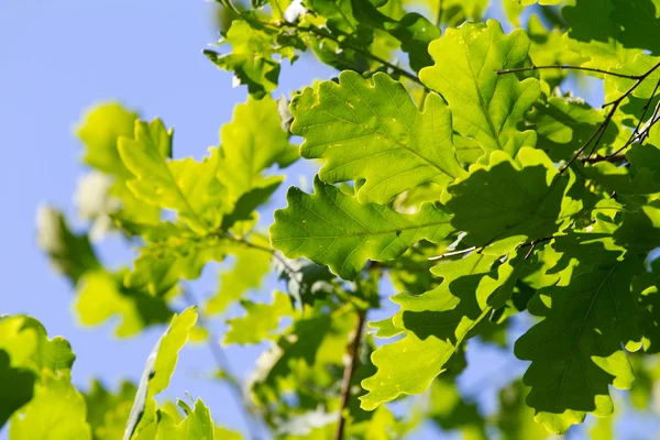 Зеленый дуб листья против голубого неба — стоковое фото