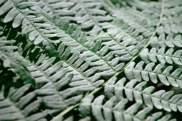 Крупный план свежих зеленых листьев папоротника — стоковое фото