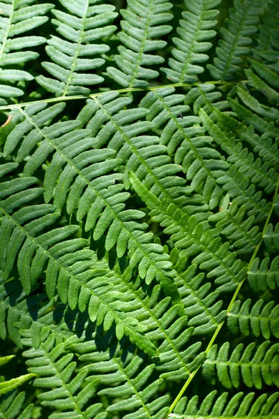Крупный план свежих зеленых листьев папоротника — стоковое фото