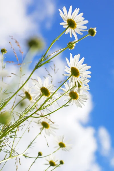 Gyönyörű napsütéses Kamilla virág kék ég ellen — Stock Fotó