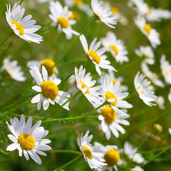 Sunny chamomile flowers close-up — Stock Photo, Image
