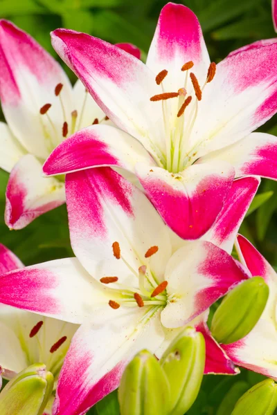 Hermosas flores hemerocallis rosa — Foto de Stock